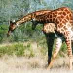 giraffe grazing